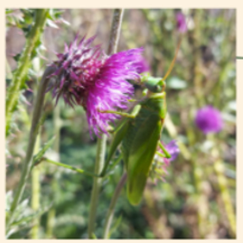 Heuschreckenvielfalt im Kleingarten - ein Studienprojekt
