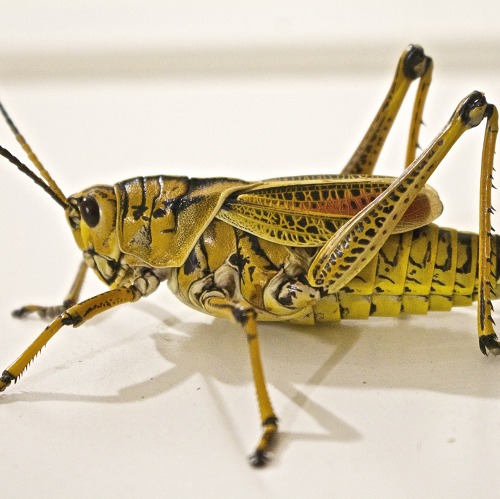 Die Heuschreckenvielfalt im KleingartenOberer See e.V.