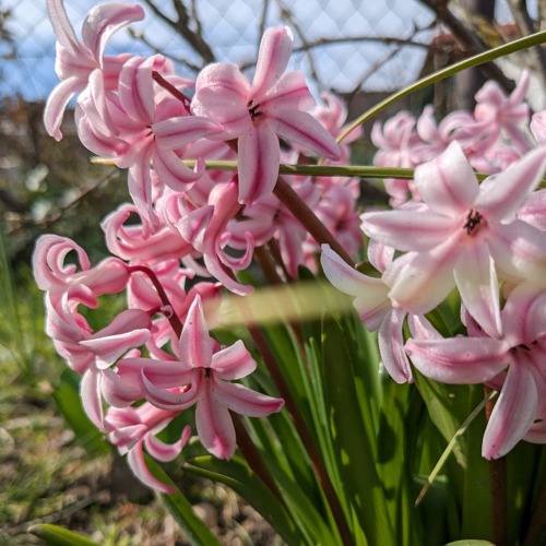 Der Kleingarten im April